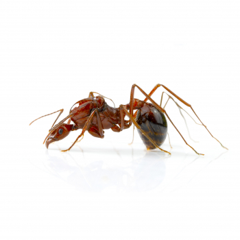 Aphaenogaster swammerdami